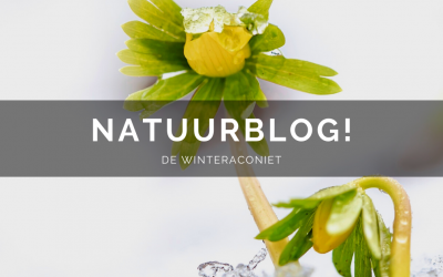 Natuurblog: De Winteraconiet