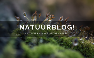 Natuurblog: Het mos en haar sporenkapsel