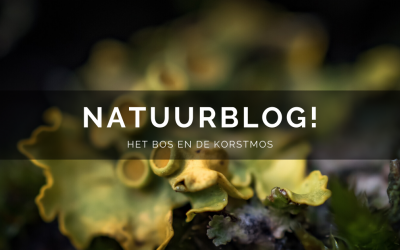 Natuurblog: Het bos en de korstmos