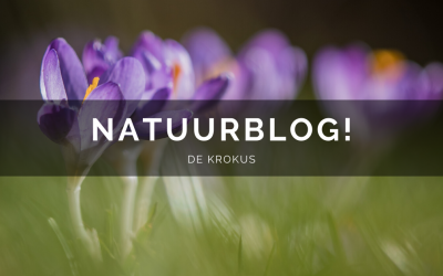 Natuurblog : de Krokus